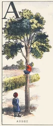 A : arbre
