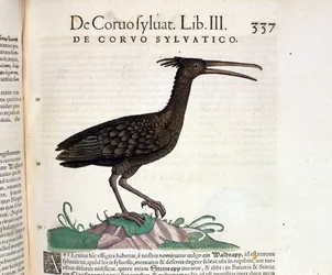 Un corbeau sauvage tiré de l