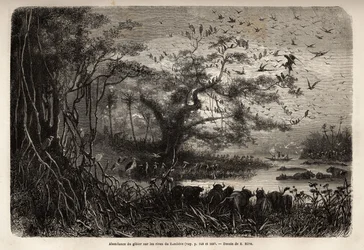 Abondance de gibier sur les rives du Zambèze. Gravure pour illustrer les premiers voyages du Dr Livingstone en Afrique australe de 1840 à 1856, dans "Le tour du monde, nouveau journal des voyages" publié sous la direction d