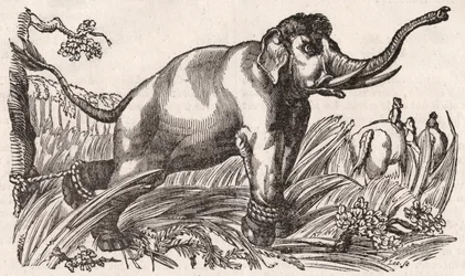 Un éléphant capturé dans la savane, Afrique