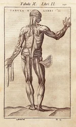 Planche anatomique représentant un homme de dos. Gravure dans "Anatomia Corporis Humani" par Juan Valverde De Amusco (1525-1588)