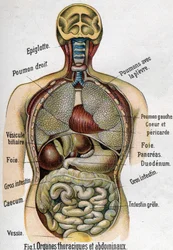Anatomie : organes thoraciques et abdominaux (intestin, foie, pancréas, poumon, etc.) dans La nouvelle médication naturelle de F. E. Bilz, 1898.