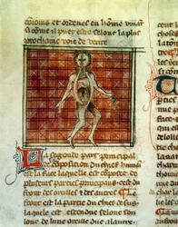 Anatomie du corps humain. Miniature d
