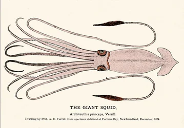 Architeuthis princeps, le calmar géant échoué sur la plage de Fortune Bay (Terre-Neuve) en décembre 1874 et décrit pour la première fois par le professeur A.E. Verrill. Gravure d