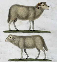 Bélier et mouton