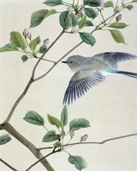 Oiseau - dessin japonais par Riou Chim, fin XIXe siècle