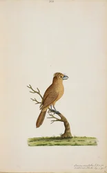 Oiseau, peut-être une espèce de moucherolle