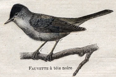 Oiseaux utiles à l