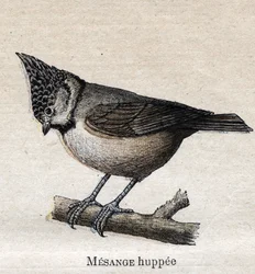 Oiseaux utiles à l