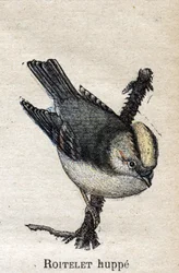 Oiseaux utiles à l