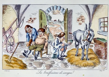Transfusion sanguine. Un médecin injecte du sang de cheval à un patient. Caricature du XIXe siècle