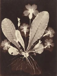 Photogramme botanique