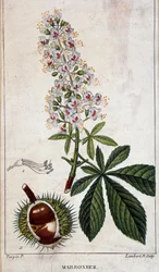 Planche botanique - Fleurs, feuilles et fruits du châtaignier