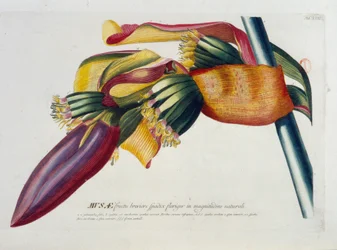 Planche botanique : Bananes, branche. n.d. 19e siècle