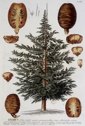 Planche botanique : Cèdre. n.d. 19e siècle