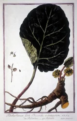 Planche botanique : Feuille et racines de Rhubarbe. Herbier du 19ème siècle.