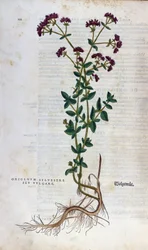 Planche botanique : Origan (silvestre origanum sev. vulgare). Herbier de Léonard Fuchs, « Historia Stirpium », Bâle