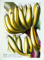 Planche botanique : un régime de bananes. n.d. 19e siècle