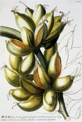 Planche botanique : bananes. XIXe siècle