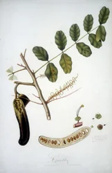 Planche botanique : branche de caroubier (Carobba).
