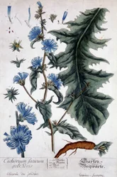 Planche botanique : cichorium factivum velseris (chicorée des jardins).