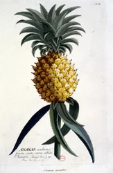 Planche botanique : ananas. XIXe siècle