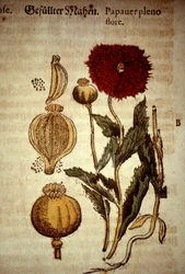 Planche botanique : pavot. D