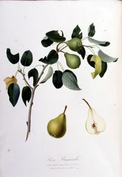 Planche botanique représentant la pera campana. 1820 - 1822