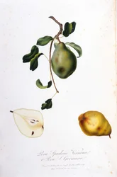 Planche botanique représentant la pera spadona. 1820 - 1822