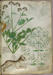 Illustration botanique d