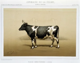 Vache bretonne