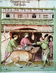 Boucherie: abattage d