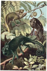 Caméléons (famille Chamaeleonidae) - gravure de « La Vie des Animaux » par Alfred Edmund Brehm (1829-1884)