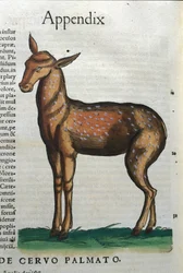 Cervidae (antilope ?) dans Historia Animalium de Conrad Gesner (1516 - 1565), Tiguri