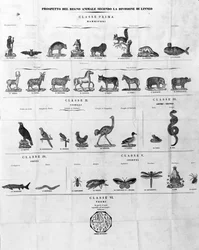Classification de Carl Von Linné naturaliste et écrivain suédois (1707 - 1778). Sd. gravure du 19ème siècle.