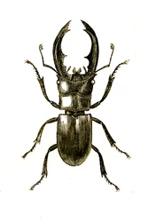 Coléoptères : Hexarthrius Buqueti ou Lucanus