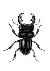 Coléoptères : Odontolarius giganteus