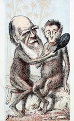Dessin humoristique sur la théorie de Darwin - dans London Sketchbook