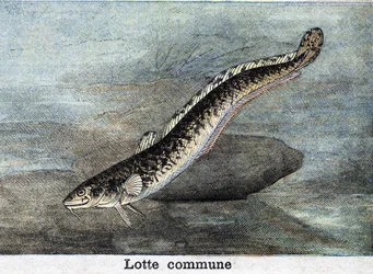 Gravure de la Lotte commune de 1898