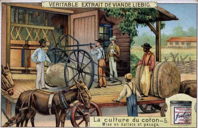 Culture du coton : Balles et pesée (USA) Chromolithographie Liebig du 19ème siècle