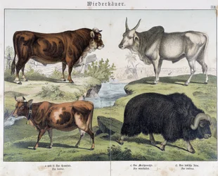 Vache, bœuf, yack - dans "Histoire naturelle des mammifères", éd. Schreiber