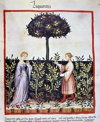 Culture de plante médicinale : récolte de réglisse (bois ou racine). Enluminure du « Tacuinum sanitatis »