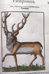 Le cerf d