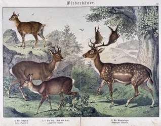 Daim, renne - dans "Histoires naturelles des mammifères", éd. Schreiber
