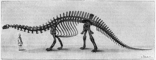 Squelette de dinosaure : « Brontosaurus excelsus », Jurassique supérieur des Montagnes Rocheuses.