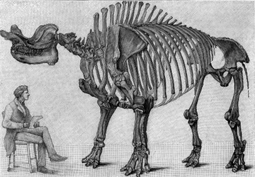 Squelette de dinosaure : « Brontops robustus », March. Miocène des Montagnes Rocheuses. Reproduction du dessin communiqué par M. March à Albert Gaudry de l