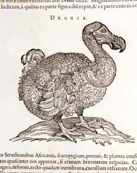 Dodo ou Dronte. Oiseau disparu - dans « De Indiae utriusque re naturali et medica » de Gulielmi Pisonis, Amsterdam
