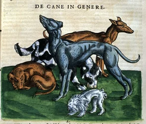 Chiens tirés de l