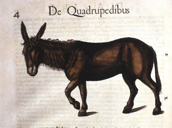Âne de Historia Animalium par Conrad Gesner, Tiguri 1560