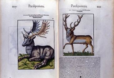 Double page de cerfs dans Historia Animalium de Conrad Gesner, Tiguri